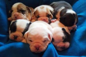 OldeEnglishBulliePups